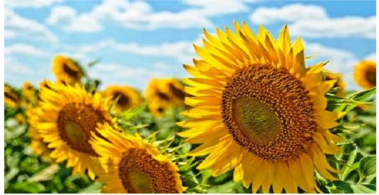 برنامه تغذیه آفتابگردان